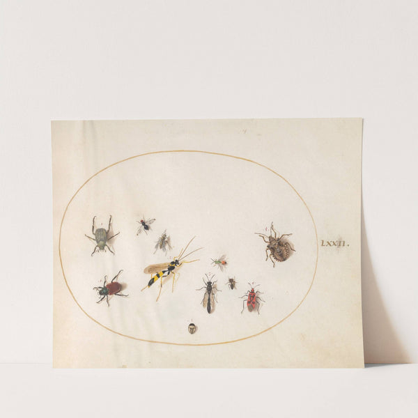 Plate 72; Shield Bug, Cinnamon Bug, Wasp, and Other Insects (1575-1590) by Joris Hoefnagel