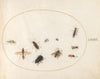 Plate 73; Ten Insects (1575-1590)