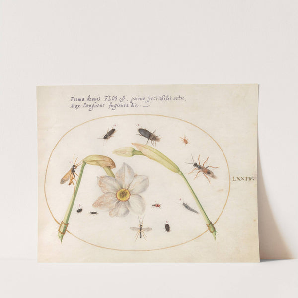 Plate 74; Insects with White Daffodils (1575-1590) by Joris Hoefnagel