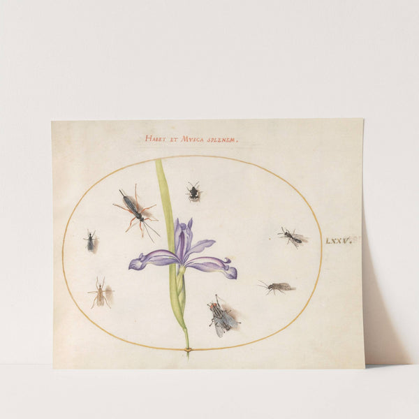Plate 75; A Fly and Other Insects with an Iris (1575-1590) by Joris Hoefnagel