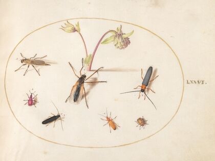 Plate 76; Insects with a Pink and Cream Columbine (1575-1590)