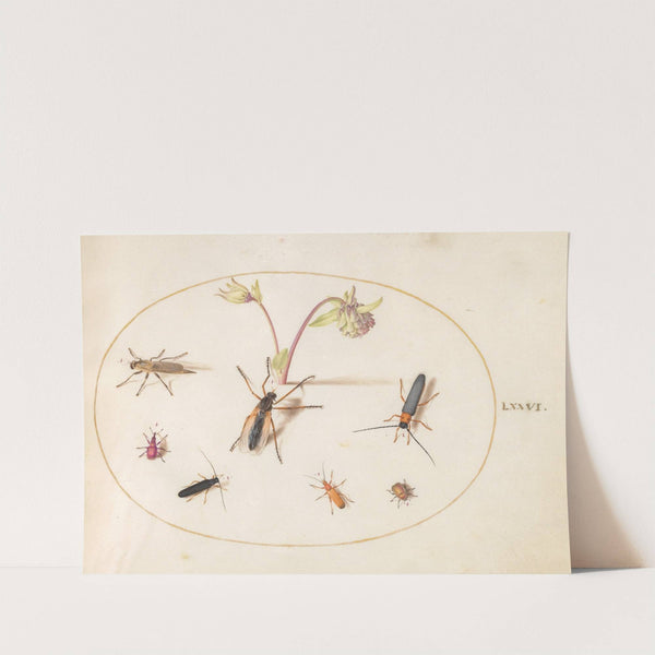 Plate 76; Insects with a Pink and Cream Columbine (1575-1590) by Joris Hoefnagel