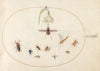 Plate 77; Dotted Bee Fly with a White Flower, a Mayfly, a Blue Weevil, and Other Insects (1575-1590)