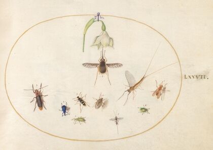 Plate 77; Dotted Bee Fly with a White Flower, a Mayfly, a Blue Weevil, and Other Insects (1575-1590)
