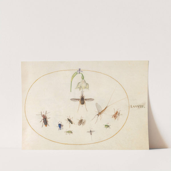 Plate 77; Dotted Bee Fly with a White Flower, a Mayfly, a Blue Weevil, and Other Insects (1575-1590) by Joris Hoefnagel