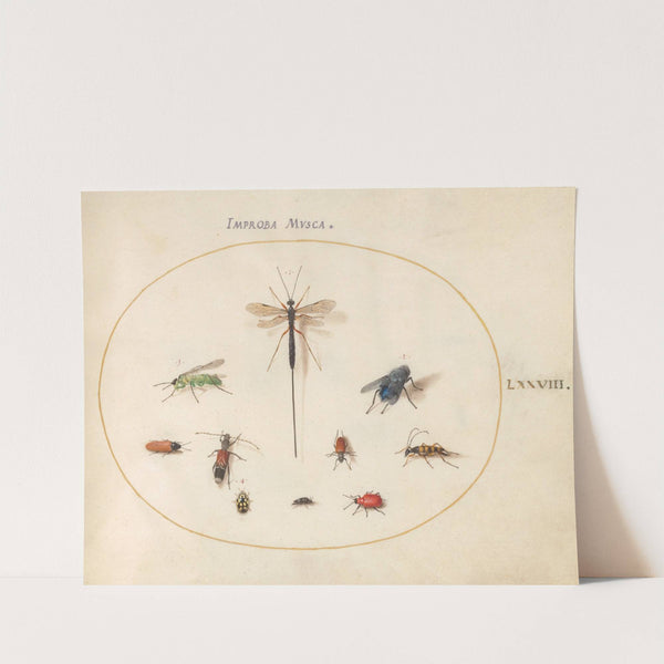 Plate 78; Ten Insects, Including a Blue Fly (1575-1590) by Joris Hoefnagel