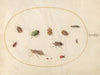 Plate 79; Twelve Insects, Including Shield Bugs (1575-1590)