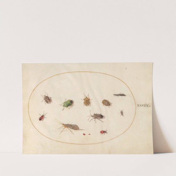 Plate 79; Twelve Insects, Including Shield Bugs (1575-1590) by Joris Hoefnagel
