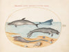 Plate 8; A Dolphin, Two Seals, a Brethmechin, and Shells (1575-1590)