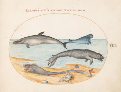 Plate 8; A Dolphin, Two Seals, a Brethmechin, and Shells (1575-1590)