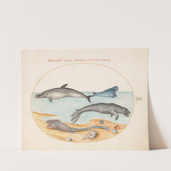 Plate 8; A Dolphin, Two Seals, a Brethmechin, and Shells (1575-1590) by Joris Hoefnagel