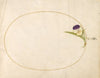 Plate 80; Purple and Yellow Viola (1575-1590)