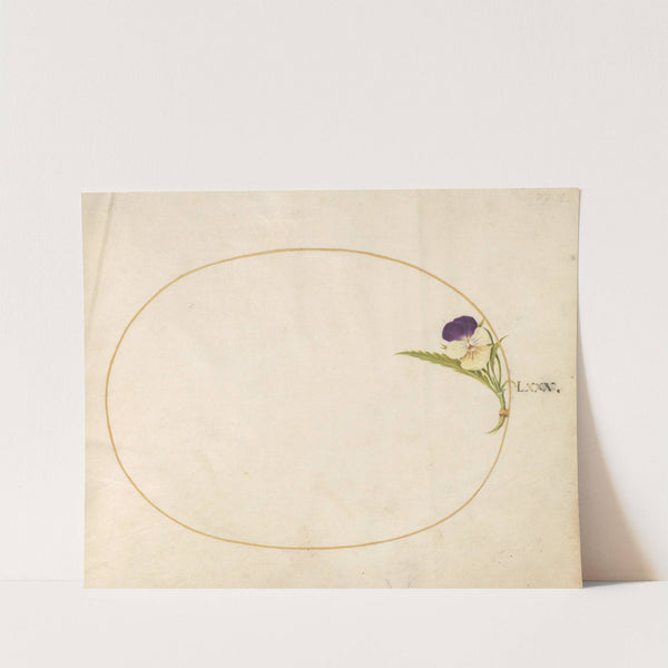 Plate 80; Purple and Yellow Viola (1575-1590) by Joris Hoefnagel