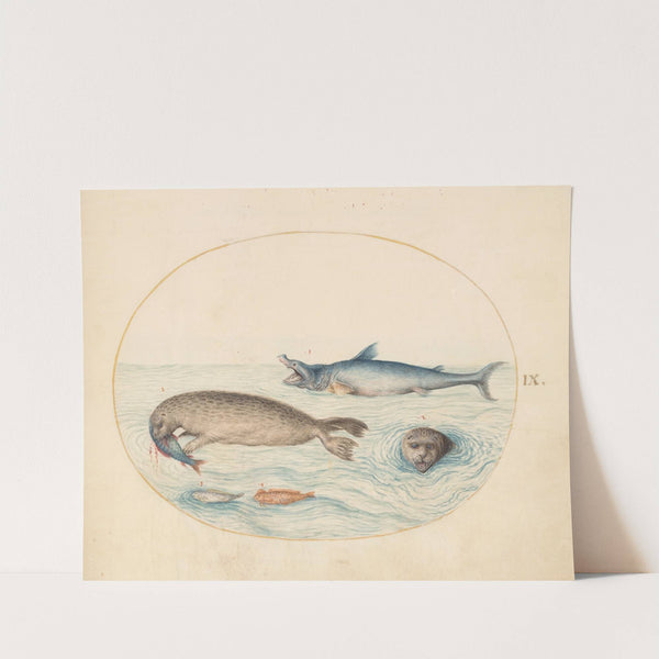 Plate 9; A Great White Shark, Two Seals, and Two Fish (1575-1590) by Joris Hoefnagel