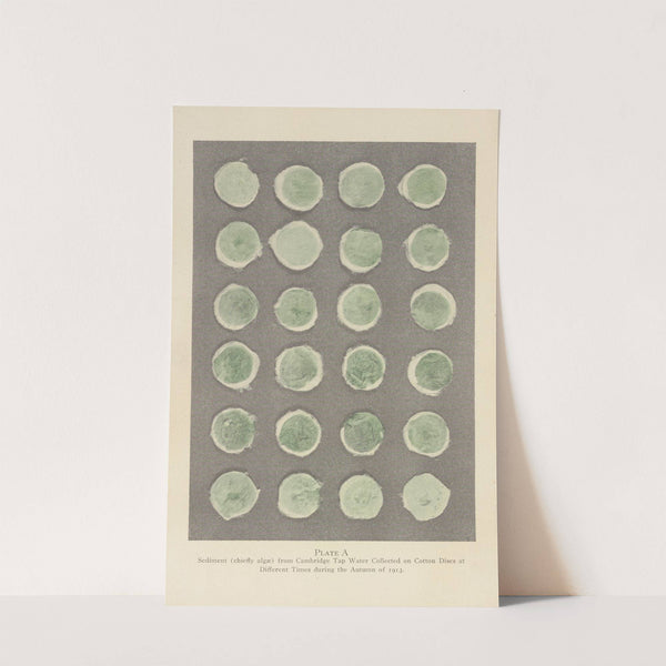 Plate A: Sediment (chiefly algae) from Cambridge Tap Water by George Chandler Whipple