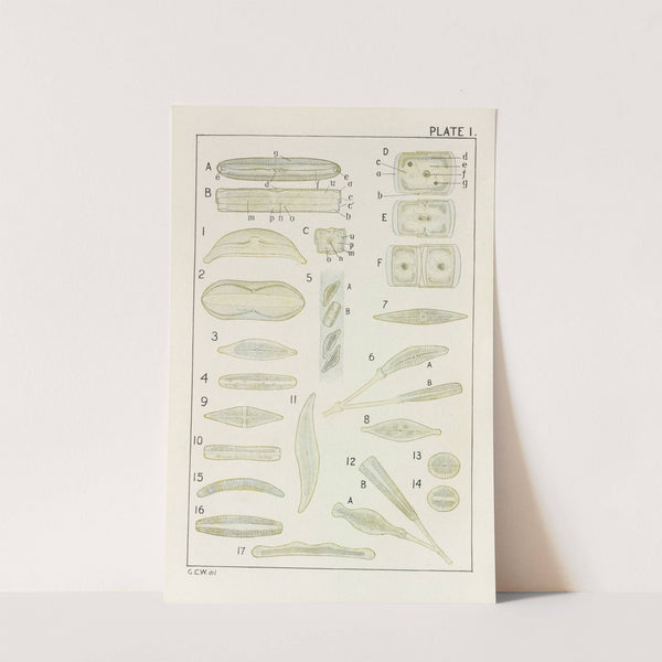 Plate I: Diatomaceæ by George Chandler Whipple