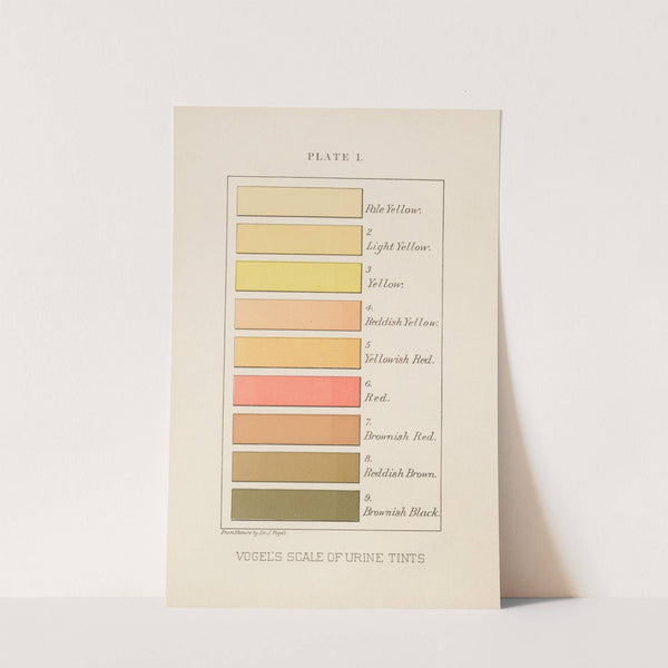 Plate I: Vogel's Scale of Urine Tints by Charles Wesley Purdy