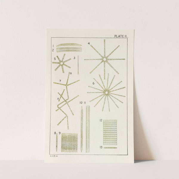 Plate II: Diatomaceæ by George Chandler Whipple