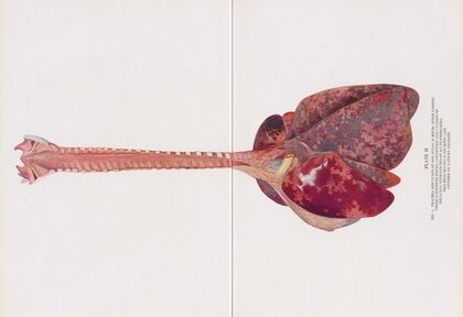 Plate II (Fig. 1): Trachea and lungs of dog dying 12 hours after gassing.