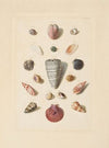 Plate III, from ‘Choix de Coquillages et de Crustacés’ (1758)