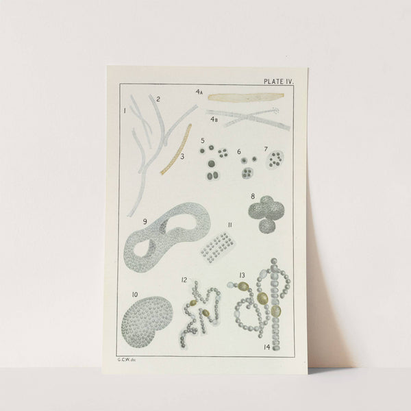 Plate IV: Schizophyceæ by George Chandler Whipple