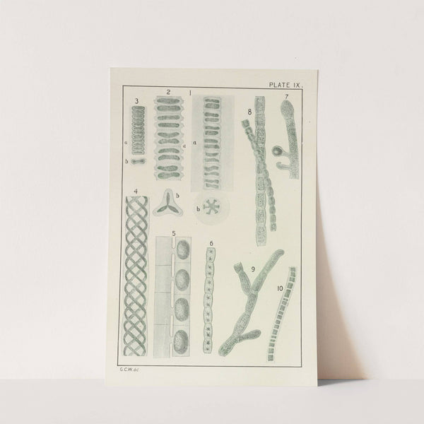 Plate IX: Chlorophyceæ by George Chandler Whipple