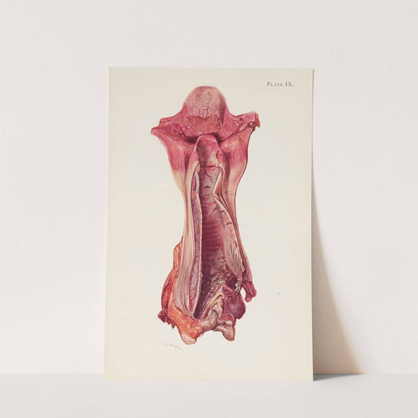 Plate IX. Ulceration of trachea by mustard gas by A. Kirkpatrick Maxwell