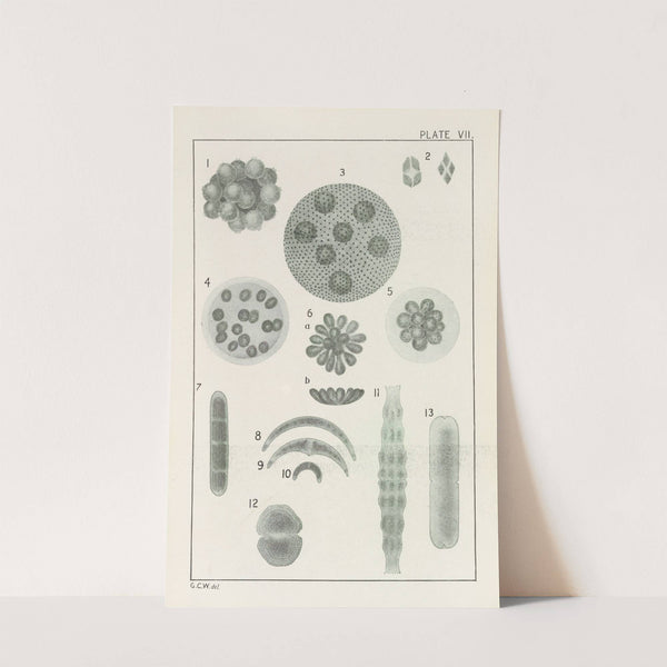 Plate VII: Chlorophyceæ by George Chandler Whipple