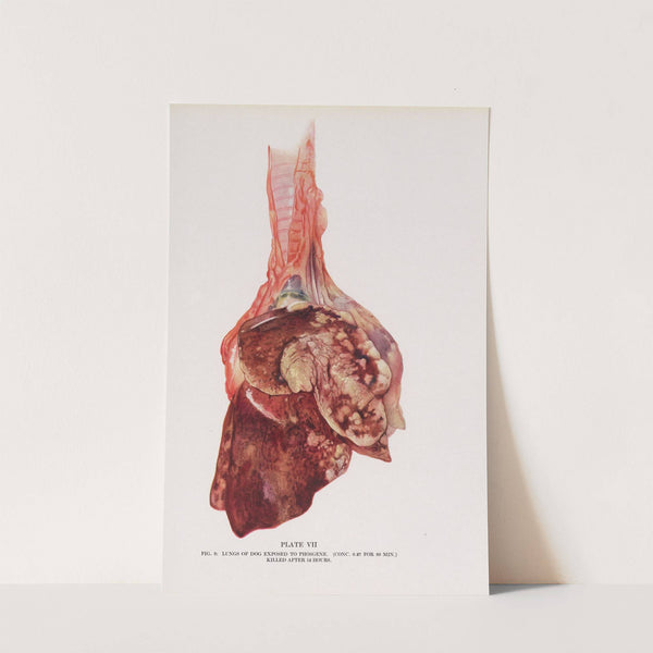 Plate VII (Fig. 3): Lungs of dog exposed to phosgene. by Milton C. Winternitz