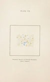 Plate VII: Tubercle Bacilli in Urinary Sediment