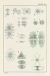 Plate VIII: Chlorophyceæ