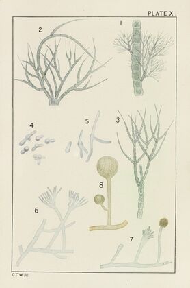 Plate X: Chlorophyceæ and Fungi