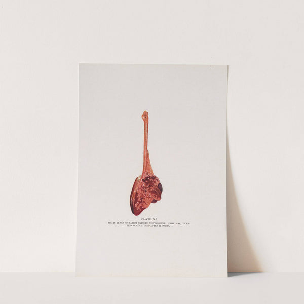 Plate XI (Fig. 2): Lungs of rabbit exposed to phosgene. by Milton C. Winternitz