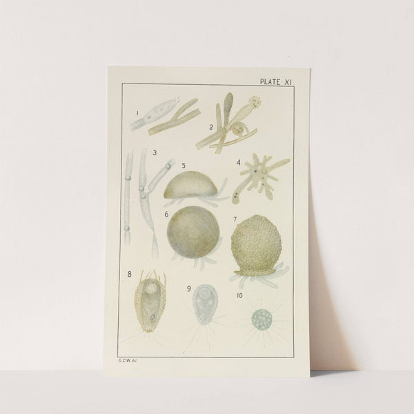 Plate XI: Fungi and Protozoa by George Chandler Whipple