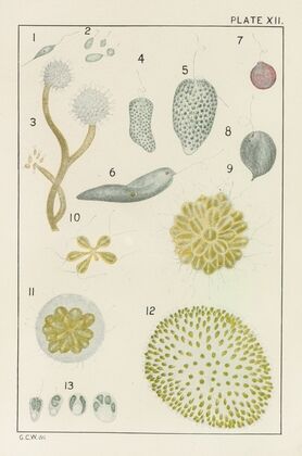 Plate XII: Protozoa