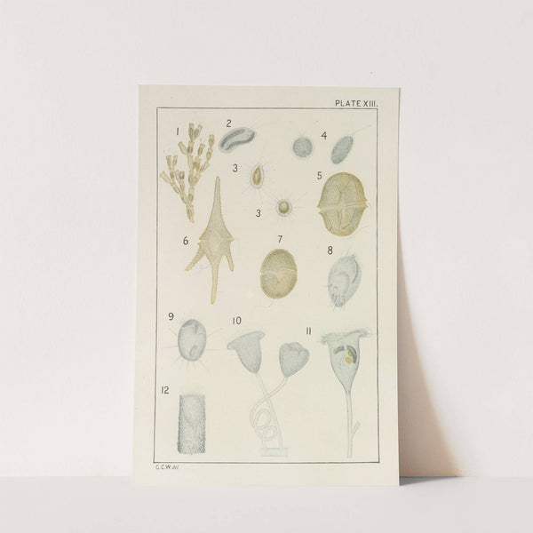Plate XIII: Protozoa by George Chandler Whipple
