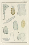Plate XIV: Protozoa