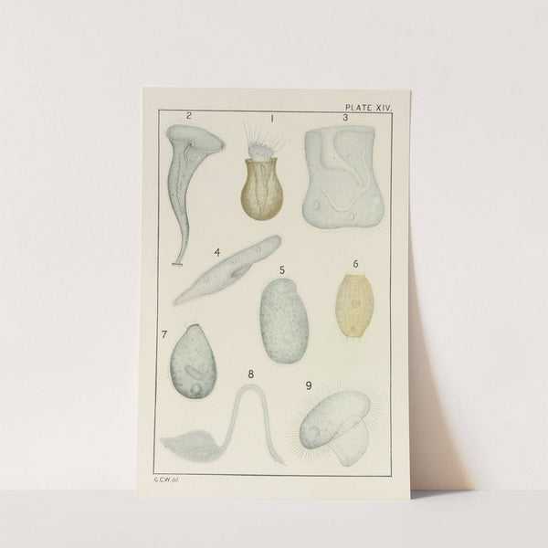 Plate XIV: Protozoa by George Chandler Whipple