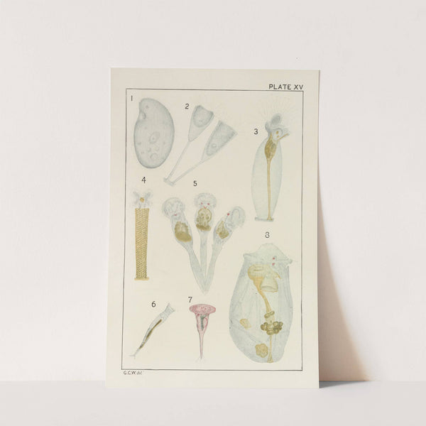 Plate XV: Protozoa and Rotifera by George Chandler Whipple