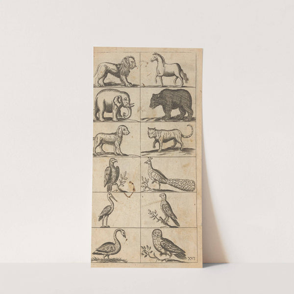 Plate XVI: Illustrations of various animals by William Salmon