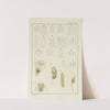 Plate XVI: Rotifera by George Chandler Whipple