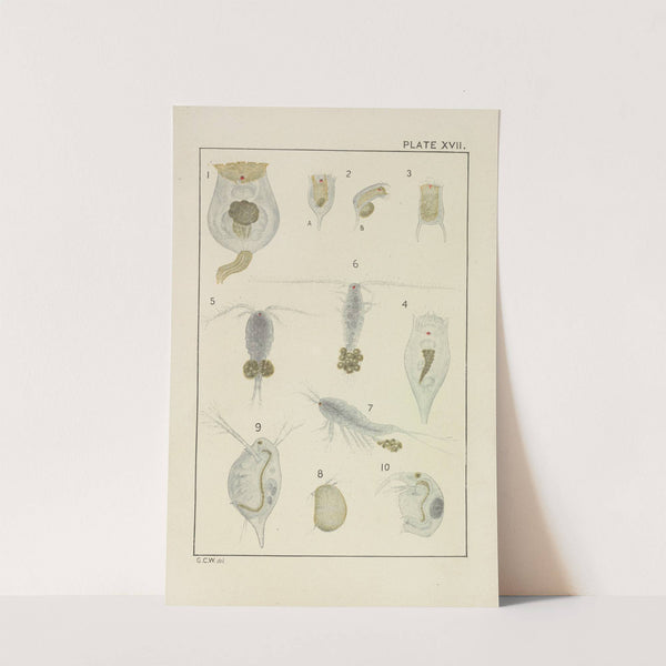 Plate XVII: Rotifera and Crustacea by George Chandler Whipple