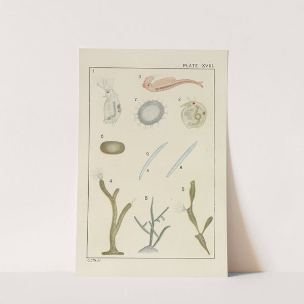 Plate XVIII: Crustacea, Bryozoa, and Spongidæ by George Chandler Whipple