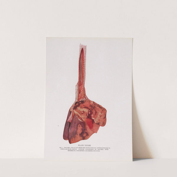 Plate XXXIII (Fig. 1): Trachea and lungs from dog dying 1 day after exposure to ethyldichlorarsine. (1920) by Milton C. Winternitz