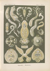 Platodes. – Plattentiere