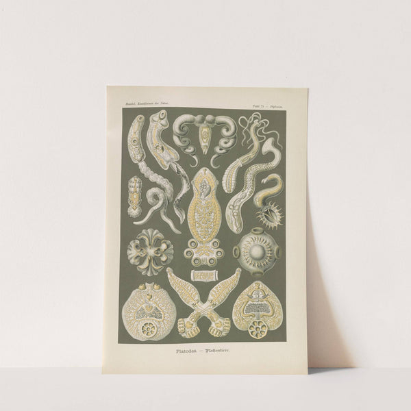 Platodes. - Plattentiere by Ernst Haeckel