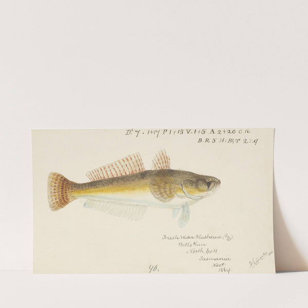 Platycephalus bassensis (1869) by Frank Edward Clarke