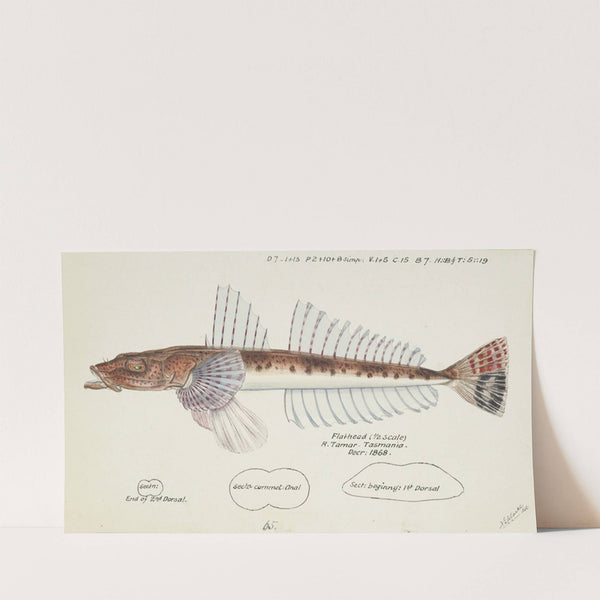 Platycephalus sp (Tas) : Flathead (1868) by Frank Edward Clarke