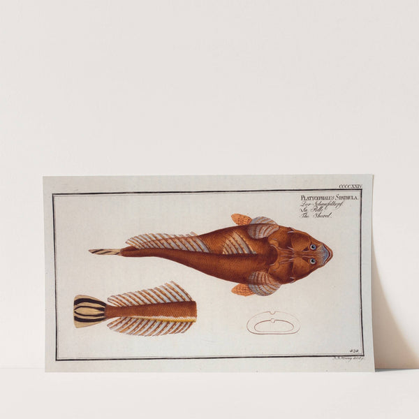 Platycephalus Spathula, The Shovel. (1785-1797) by Marcus Elieser Bloch