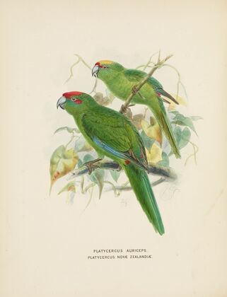 Platycercus auriceps, Platycercus Nove Zealandiae